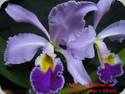 Cattleya gaskelliana coerulea